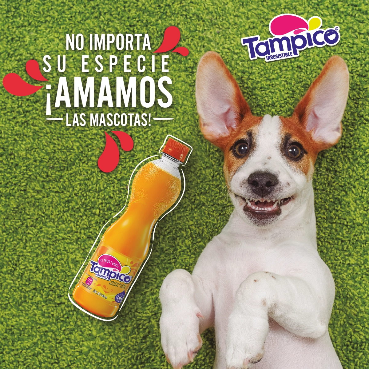 Marketing de contenido Tampico Perú
